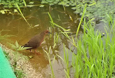 Ruddy Crake