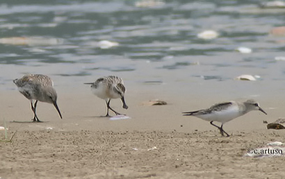Spoon-billed Sandpiper