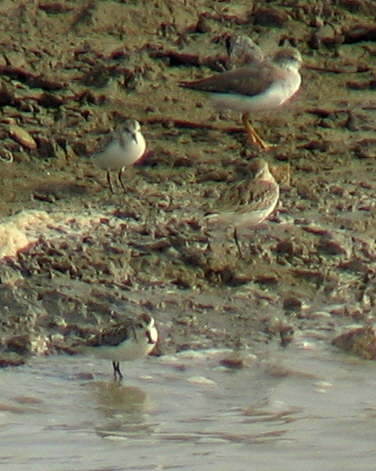 Spoon-billed Sandpiper