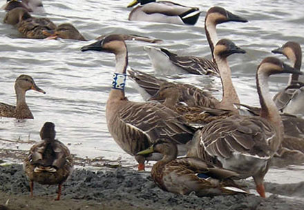 Swan Goose