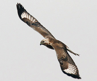 Upland Buzzard