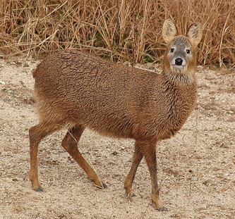 Water Deer