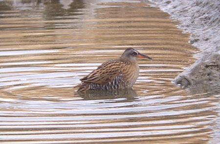 Water Rail