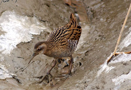 Water Rail