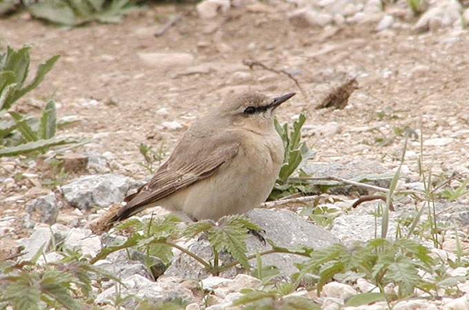 Isabelline Wheatear