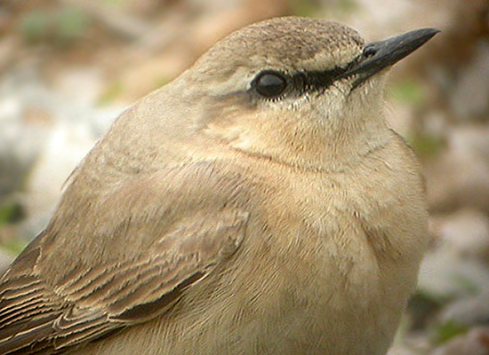 Isabelline Wheatear