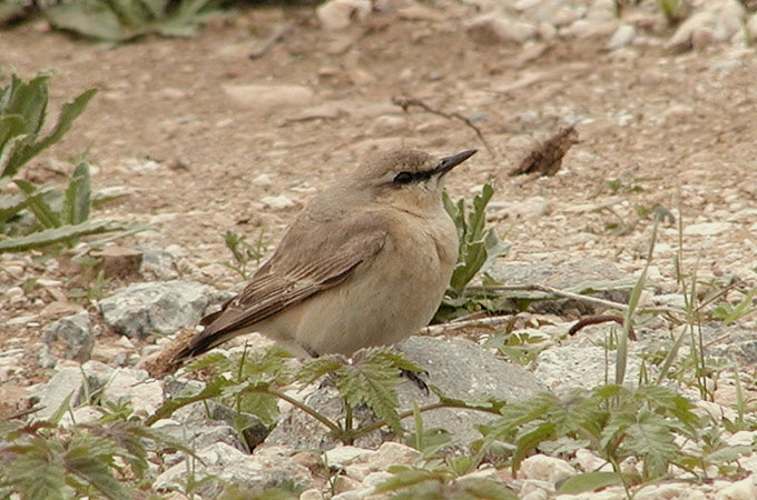 Isabelline Wheatear