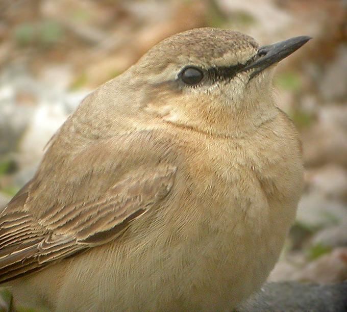 Isabelline Wheatear