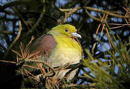 White-bellied Green Pigeon