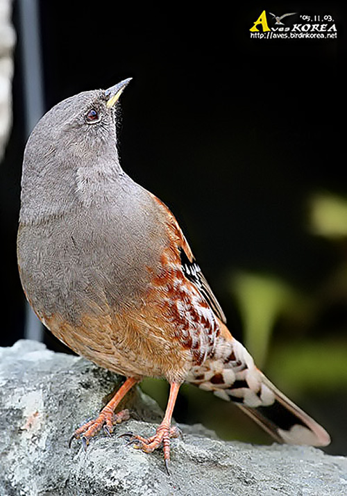 Alpine Accentor