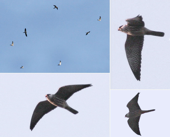Amur Falcons