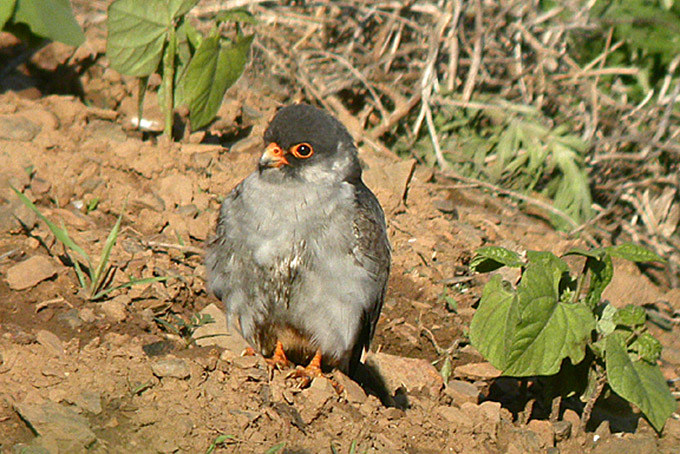 Amur Falcon
