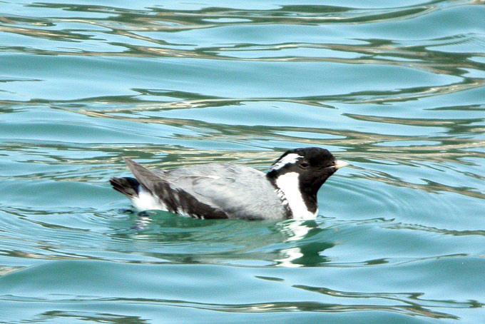 Ancient Murrelet