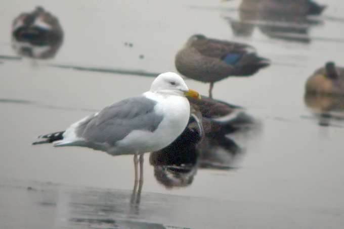 Steppe Gull