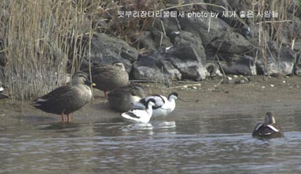 Pied Avocet