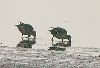 Baikal Teal