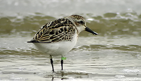 Spoon-billed Sandpiper