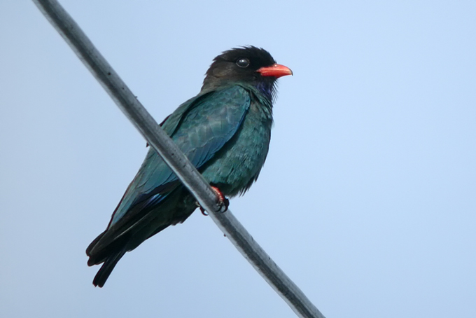Broad-billed Roller