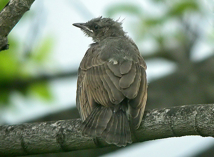 Brown-eared Bulbul