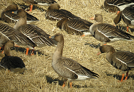 Tundra & Greater White-fronted Geese