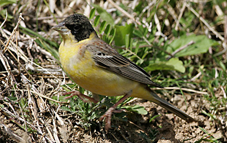 Black-headed Bunting