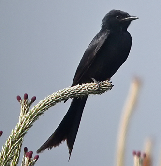 Black Drongo