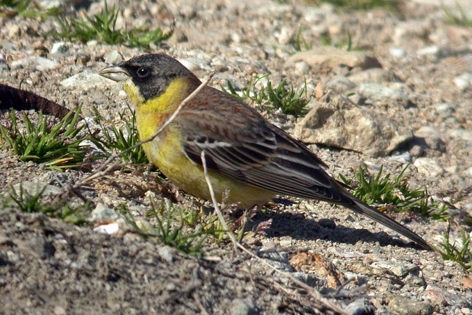 Black-headed Bunting