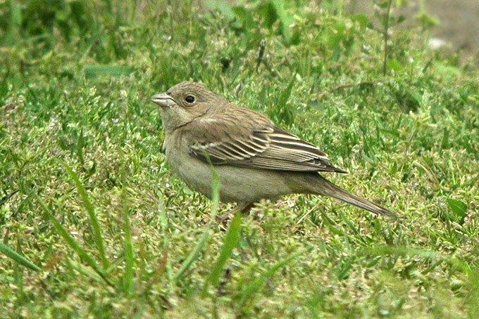 Black-headed Bunting