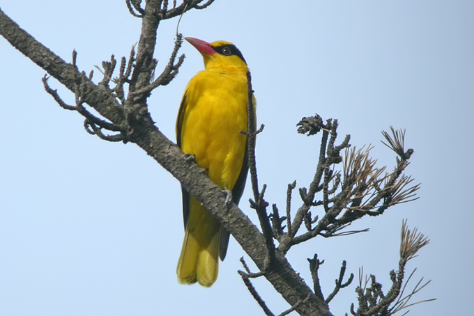 Black-naped Oriole