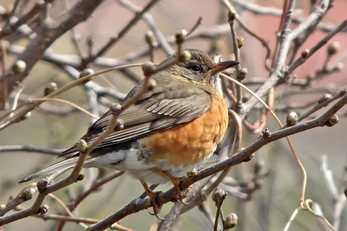 Brown-headed Thrush