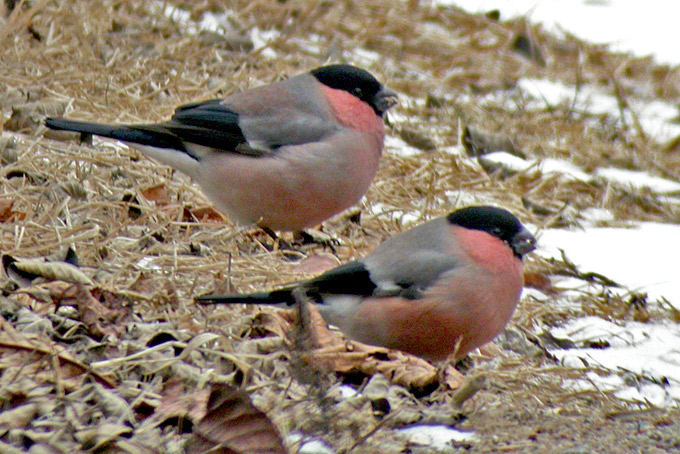 Common Bullfinch
