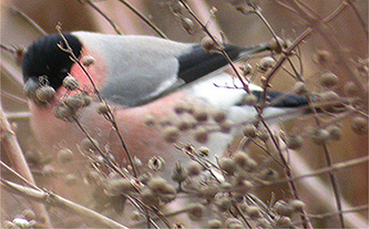 Common Bullfinch