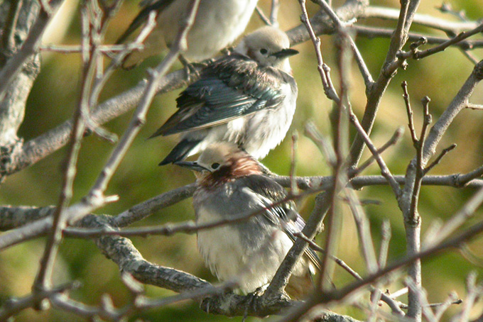 Chestnut-cheeked Starling