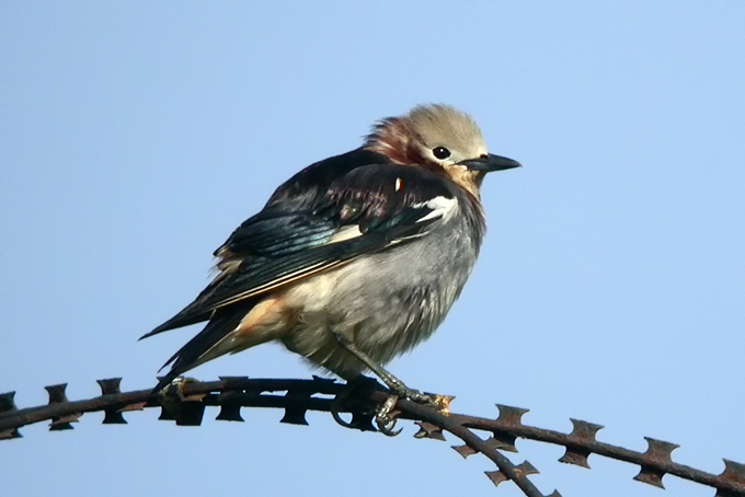 Chestnut-cheeked Starling