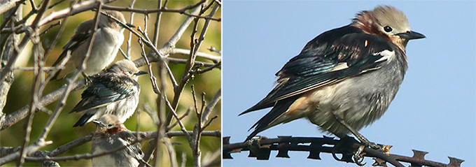 Chestnut-cheeked Starling