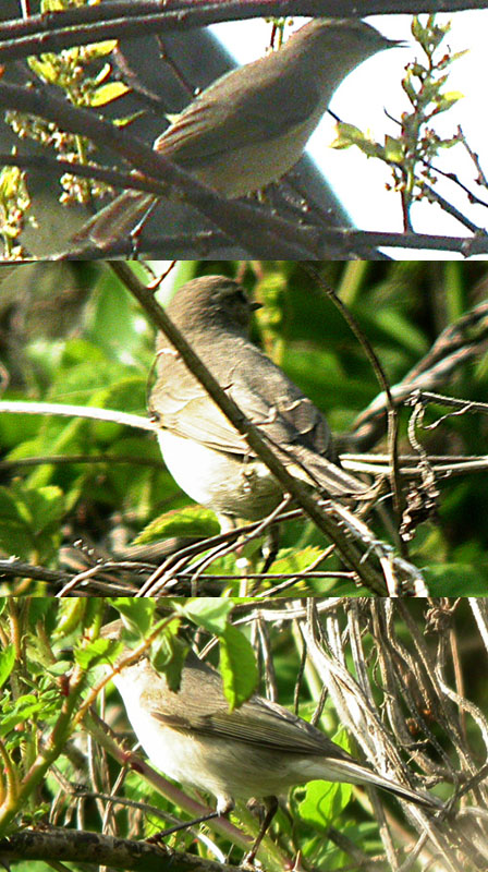 Chiffchaff