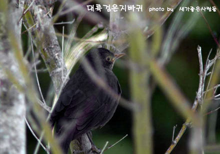 Chinese Blackbird