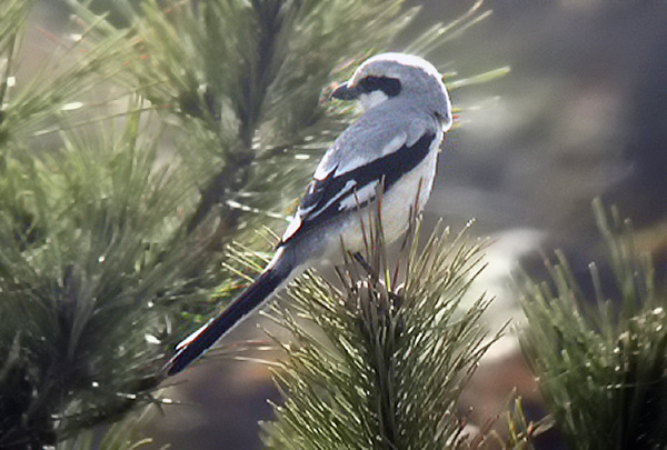 Chinese Grey Shrike