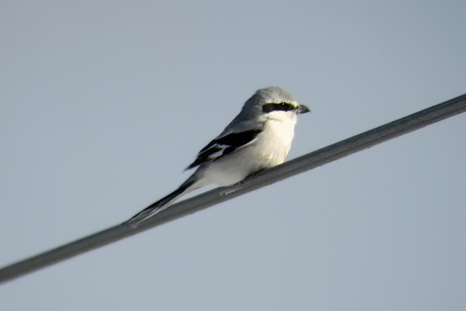Chinese Grey Shrike