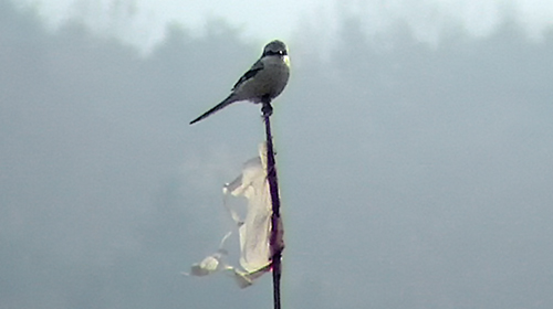 Chinese Grey Shrike