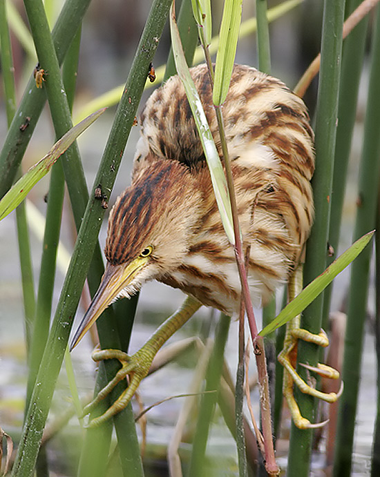 Chinese Little Bittern