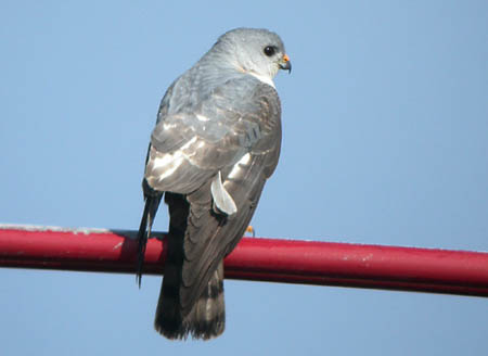Chinese Sparrowhawk