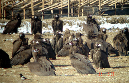 Cinereous Vulture