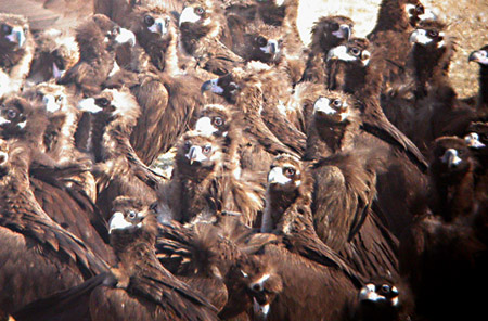 Cinereous Vulture