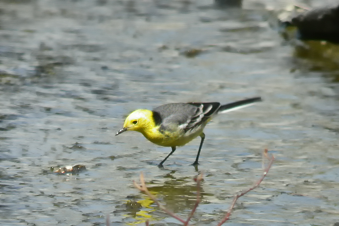 Citrine Wagtail