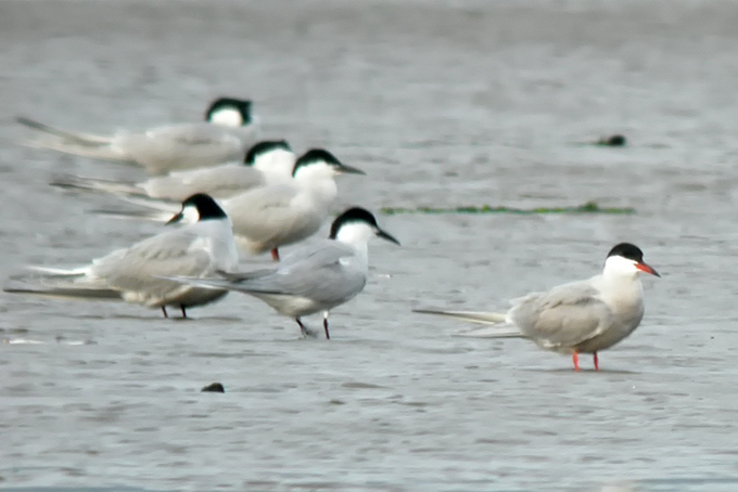 Common Tern