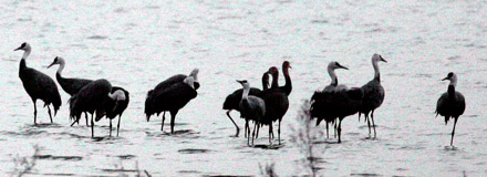 Hooded Crane