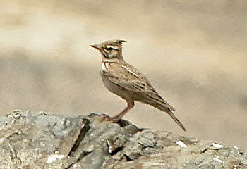 Crested Lark