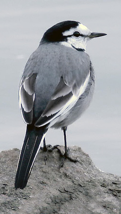 White Wagtail