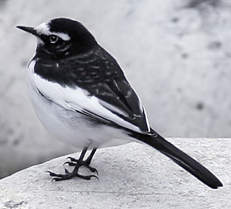 Japanese Wagtail
